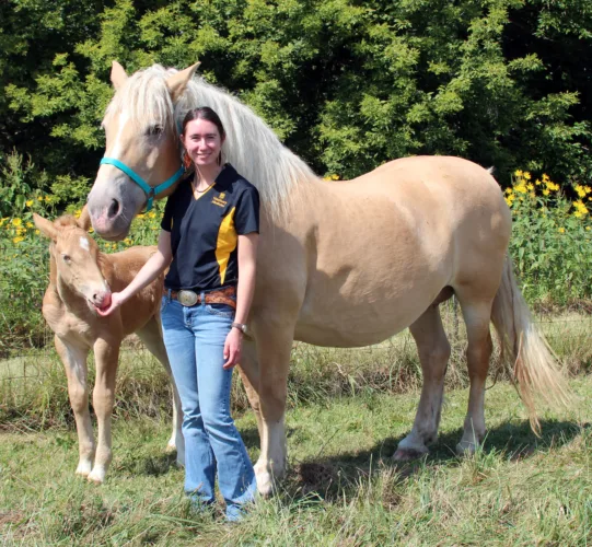 American Cream Draft Horses in the spotlight at Iowa State Fair
